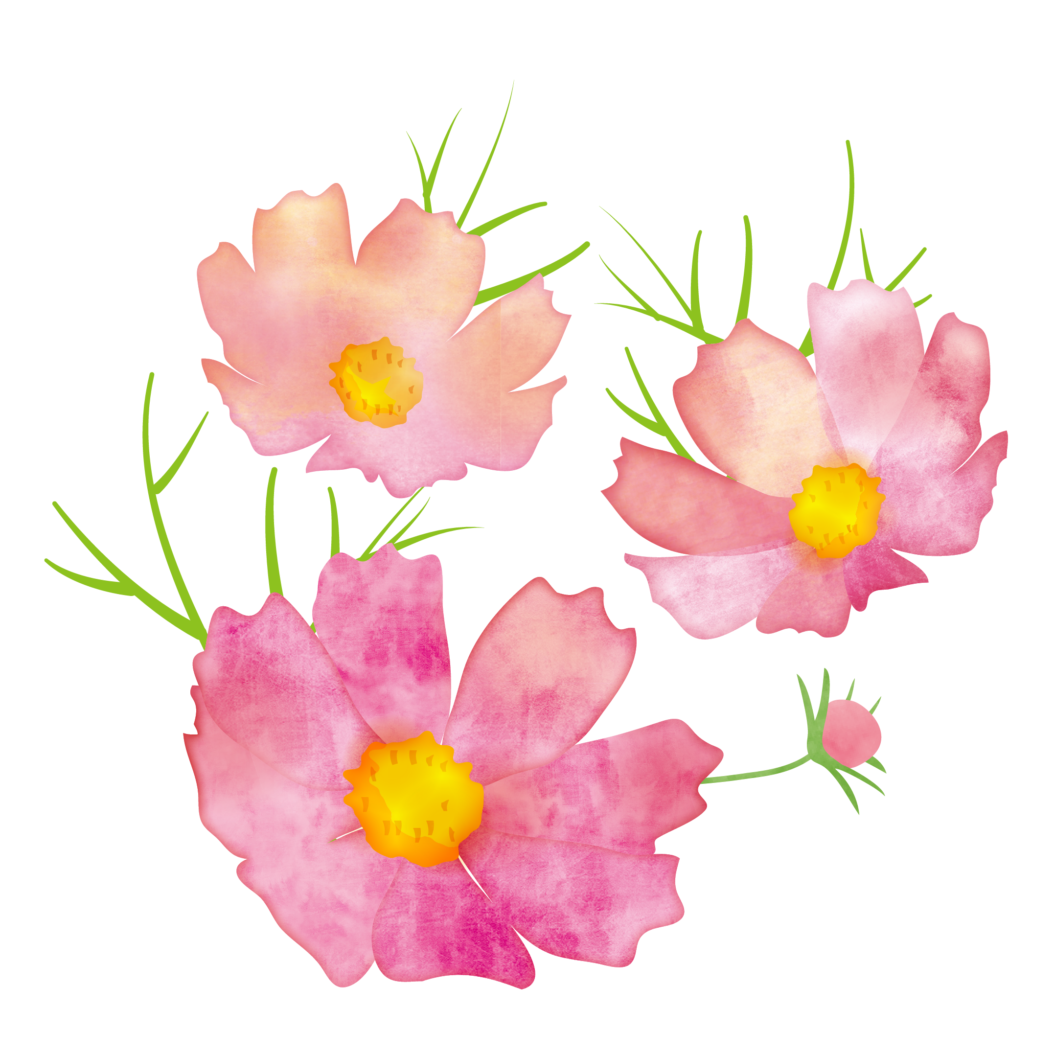 秋コスモスイラスト